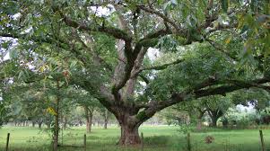 Growing to over 100ft tall at maturity the pecan tree is also the state tree of texas. Goalbusters Blog 100 Days Of Gratitude Day 5 Planting Pecan Trees
