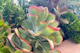 Image result for Kalanchoe glaucescens