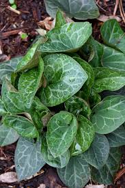 Image result for Isopyrum nipponicum