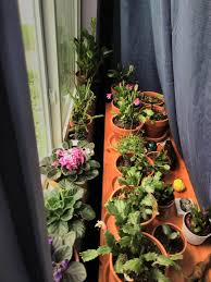Maybe you would like to learn more about one of these? All The Things You Can Have In A North Facing Window Houseplants