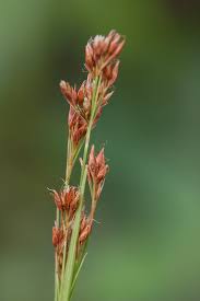 Image result for Rhynchospora rugosa