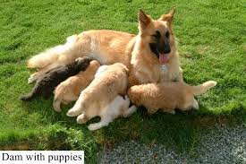 The current median price of german shepherds in pennsylvania is $800.00. Heavy Coated German Shepherd Puppies Hereford Herefordshire Pets4homes