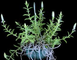 Image result for Plectranthus guruensis