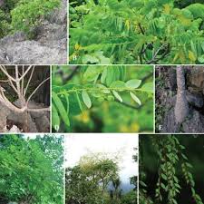 Image result for Phyllanthus hutchinsonianus