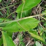 Image result for Caloncoba crepiniana