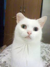 White Cat Definition And Synonyms Of White Cat In The English Dictionary