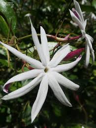 Image result for Jasminum