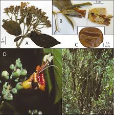 Image result for Hermbstaedtia linearis