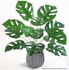 Maybe you would like to learn more about one of these? Yuk Mengenal Monstera Si Tanaman Unik Yang Mahal Property145