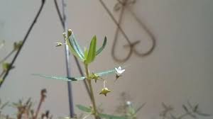 Image result for Oldenlandia