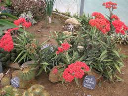 Image result for Crassula perfoliata