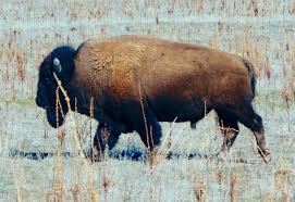 Bison wurde im januar 2019 von der fintech sowa labs ins leben gerufen, einer tochtergesellschaft der börse stuttgart digital ventures. Stuttgart Stock Exchange Enables Cryptocurrency Trading With Bison Launch Plans Eu Expansion
