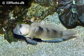 Image result for Grammitis cryptophlebia