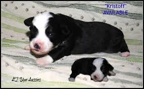 It's also free to list your available puppies and litters on our site. Asdr Toy Australian Australian Shepherd Puppies Aussie For Sale In Mesa Arizona Classified Americanlisted Com