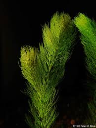 Image result for Ceratophyllum