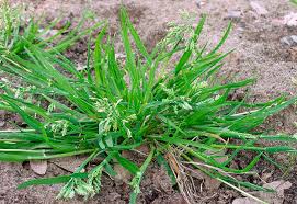 Image result for Microcharis annua