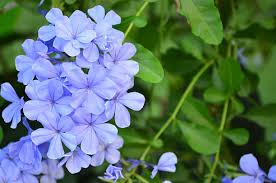 Image result for Plumbaginaceae