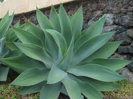 Agave attenuata care learn to grow the fox tail agave. Agave Attenuata Fox Tail Agave World Of Succulents Agave Attenuata Agave Plant Planting Succulents