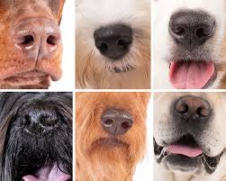 Answer our questions correctly, and you will get to consider yourself a dog expert . Can You Guess The Dog Breed By Its Nose American Kennel Club
