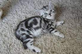 We have so many beautiful cats available for adoption at this time, ready to meet you at one of our two adoption locations*: Kitten Adoption Orange Tabby Cats Tabby Cat Kitten Adoption