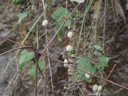 Image result for Zehneria