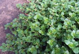Image result for Alternanthera pungens