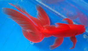 Goldfish Beautiful Long Finned Fantail Top View Goldfish Aquarium Fish Goldfish Pond