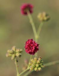 Image result for Boerhavia coccinea