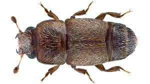 Image result for Commicarpus pedunculosus