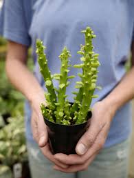 Image result for Monadenium