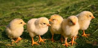 Starea copilului după vaccin se schimbă și acest primul mod e de a face vaccinarea în policlinică. Cum Se Cresc Puii De Gaina Hrana Si Adapost