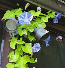 Image result for Ipomoea kituiensis