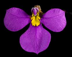 Image result for Lobelia chireensis