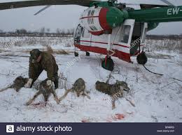 Millionen menschen wurden über nacht zu selbst in deutschland erkrankten und starben menschen aufgrund der mit der nahrung und mit. Polessk Strahlung Okologische Reserve Park Befindet Sich In Tschernobyl 30 Km Kontaminierten Bereich Riesige Gebiet Der Reserve Park Ist Von Menschen Verlassen Arbeiter Der Reserve Park Schiessen Sie Wolfe Mutanten Die Vieh Und Haustiere In