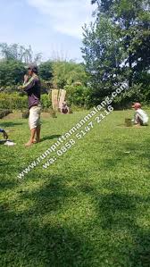 Mari kita bahas dan belajar menambah ilmu pengetahuan atau wawasan kita tentang pupuk penyubur rumput gajah mini. Suplay Rumput Gajah Mini Dan Pupuk Organik Kompos Di Singosari Malang Tahun 2021 Rumput Taman Malang