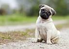 Pug Dog Breed Information - American Kennel Club