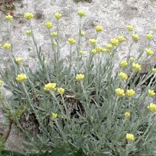 Image result for Helichrysopsis