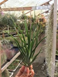 Image result for Bulbostylis burchellii