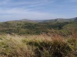 Image result for Tristachya nodiglumis