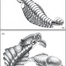 Anomalocaris fossils usually represent individuals between sixty and one hundred centimetres in length. Illustrations Of A Opabinia And B Anomalocaris From Stephen J Download Scientific Diagram