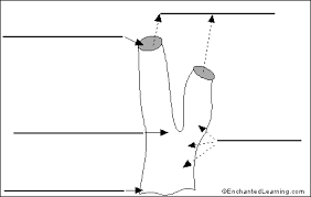 4a) label the parts of a simple sponge and draw an arrow showing the flow of water throogh the sponge on figure 4. Label Sponge External Anatomy Enchantedlearning Com