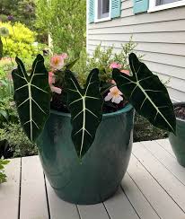 Image result for Alocasia