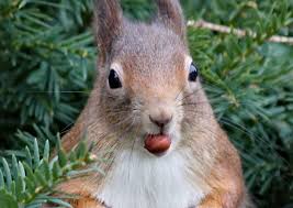 May 28, 2021 · how to make a squirrel feeder method 1 of 5: 14 Diy Squirrel Feeder Ideas To Feed Furry Friends In Wintertime Garden And Happy