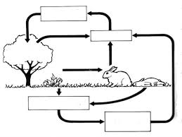 Carbon And Nitrogen Cycle