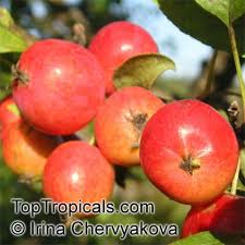 The best place to buy tropical fruit trees in south florida. Malus X Domestica Low Chill Apple Toptropicals Com