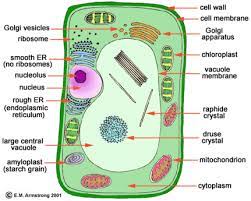 In a way, they're specialized lysosomes. Biology Cambridge Bangma Page 2