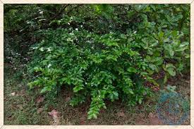 Image result for Huberantha