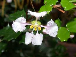 Image result for Malpighia coccigera