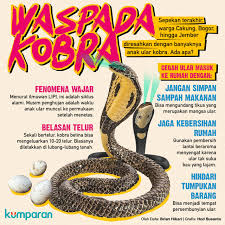 Lakukan antisipasi untuk mencegah ular bisa bersarang di rumah. Begini Cara Tepat Penanganan Pertama Saat Digigit Ular Kobra Kumparan Com