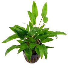 When grown in an open space, the leaves will virtually lie on the bottom. Cryptocoryne Wendtii Green Topf Aquasabi Aquaristik Shop